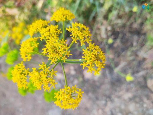 Delikörek (Thapsia villosa): Hem Şifa Kaynağı Hem Tehlike — inline image