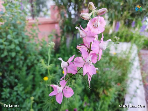 Delphinium ajacis L. Hakkında Ayrıntılı Bilgi — cover