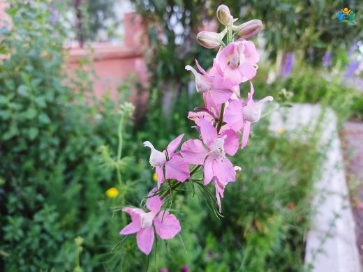 Delphinium ajacis L. Hakkında Ayrıntılı Bilgi — inline image