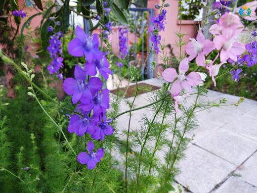 Delphinium consolida L.: Zarif ve Renkli Bir Bahar Çiçeği — inline image