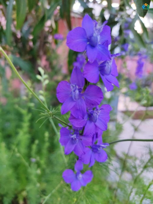 Delphinium consolida L.: Zarif ve Renkli Bir Bahar Çiçeği — inline image