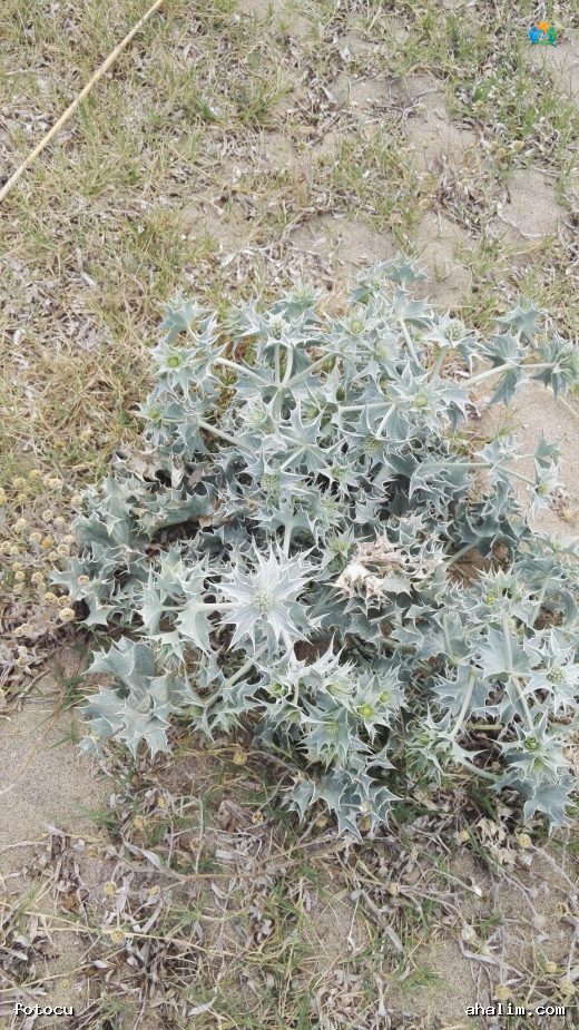 Deniz Çakır Dikeninin (Eryngium maritimum) Gizemli Dünyası — cover