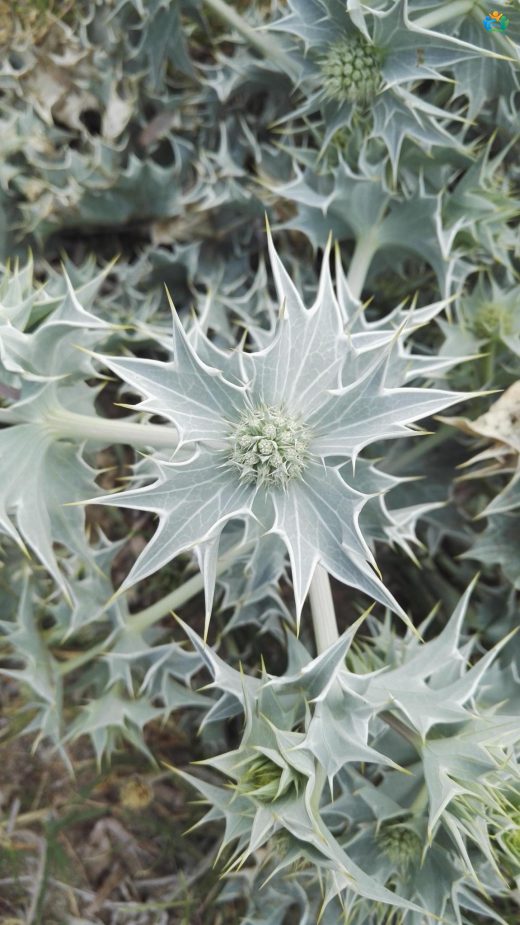 Deniz Çakır Dikeninin (Eryngium maritimum) Gizemli Dünyası — inline image