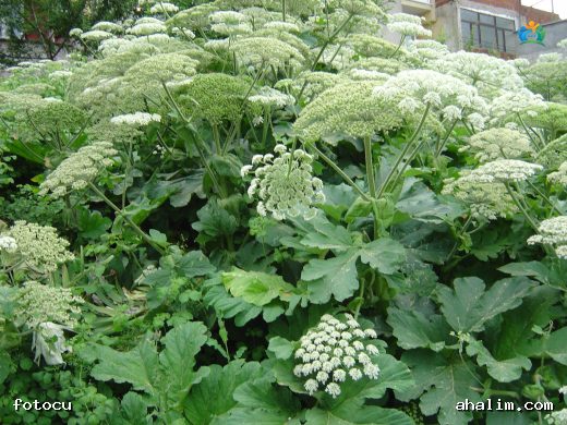Dev Bir Tehdit: Dev Tavşancıl Otu (Heracleum mantegazzianum) — cover