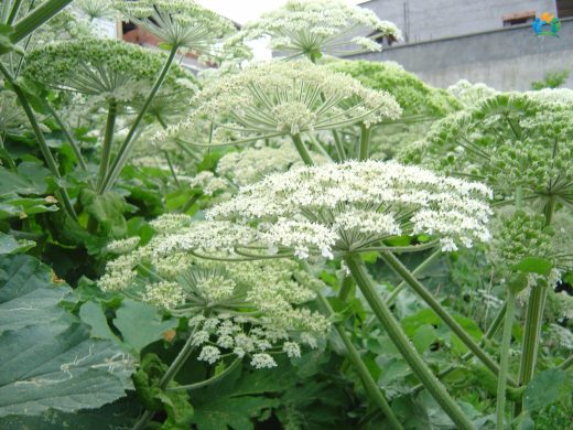 Dev Bir Tehdit: Dev Tavşancıl Otu (Heracleum mantegazzianum) — inline image
