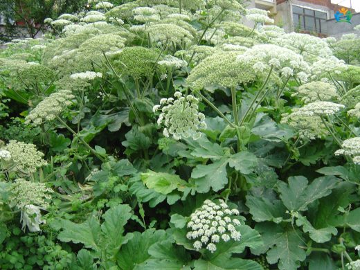Dev Bir Tehdit: Dev Tavşancıl Otu (Heracleum mantegazzianum) — inline image