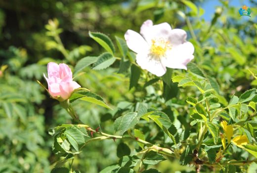 Doğanın Kırmızı Altını: Kuşburnu (Rosa canina) — inline image
