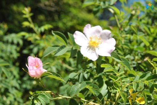 Doğanın Kırmızı Altını: Kuşburnu (Rosa canina) — inline image