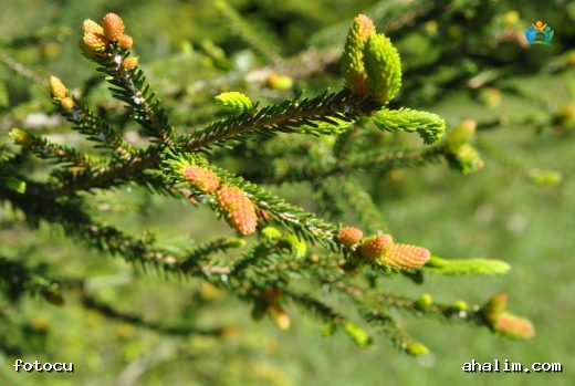 Doğu Ladini (Picea orientalis): Türkiye'nin Yeşil Altını — cover