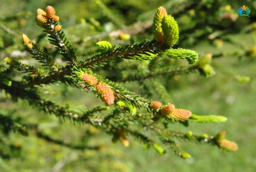 Doğu Ladini (Picea orientalis): Türkiye'nin Yeşil Altını — inline image