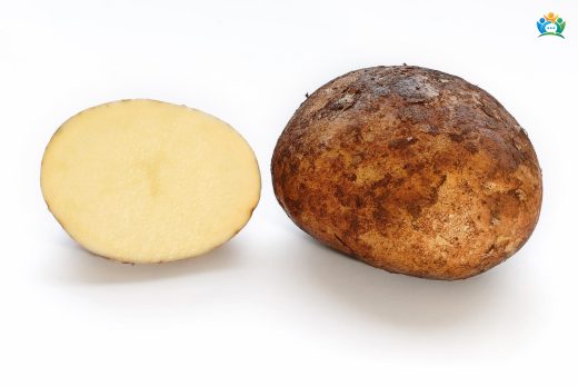 Dünyayı Besleyen Mucize: Patates (Solanum tuberosum) — inline image
