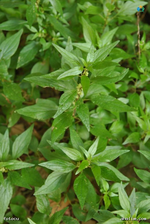 Duvar fesleğeni (Parietaria officinalis): Gizli Şifalı Ot — cover