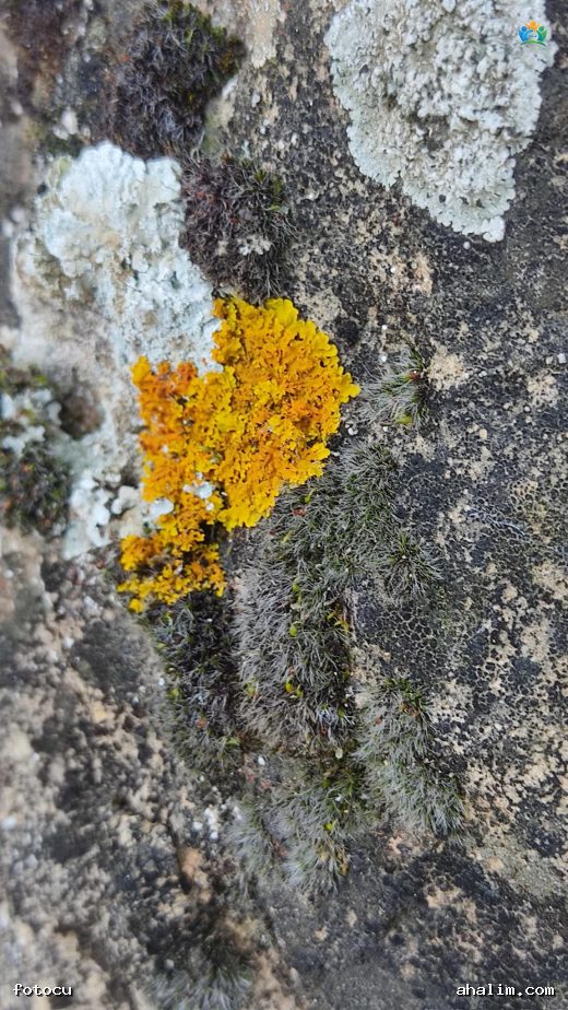 Duvarların Altın Süsü: Xanthoria parietina (Duvar Liken) — cover