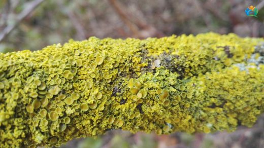 Duvarların Altın Süsü: Xanthoria parietina (Duvar Liken) — inline image