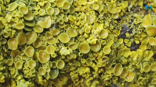 Duvarların Altın Süsü: Xanthoria parietina (Duvar Liken) — inline image