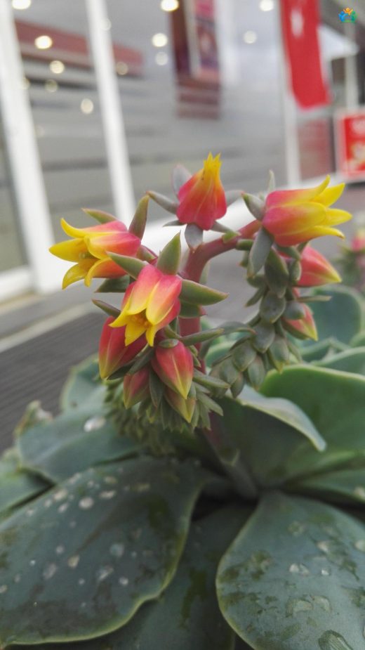 Echeveria elegans: Meksika'dan Gelen Minik Mücevher — inline image