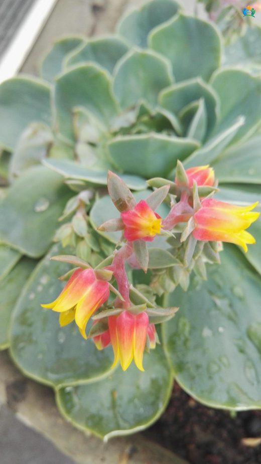 Echeveria elegans: Meksika'dan Gelen Minik Mücevher — inline image