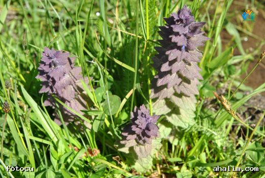 Ehrami Mayasıl Otu (Ajuga pyramidalis): Göz Alıcı Mor Çiçeklere Sahip Bir Yer Örtücü — cover