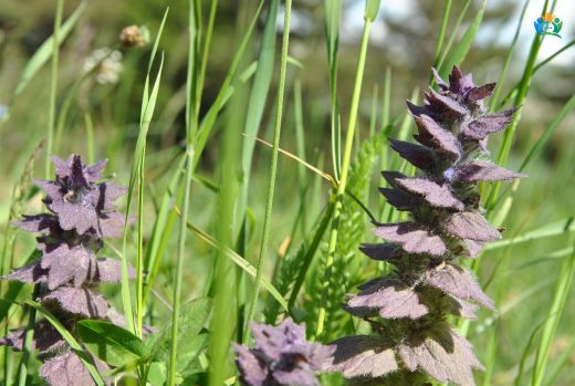 Ehrami Mayasıl Otu (Ajuga pyramidalis): Göz Alıcı Mor Çiçeklere Sahip Bir Yer Örtücü — inline image