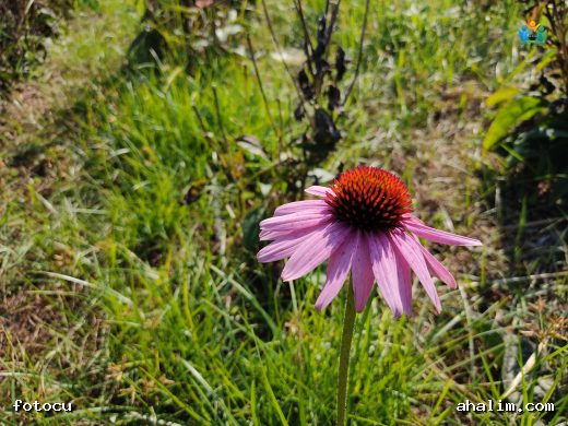 Ekinezya (Echinacea purpurea): Doğanın Bağışıklık Dostu — cover