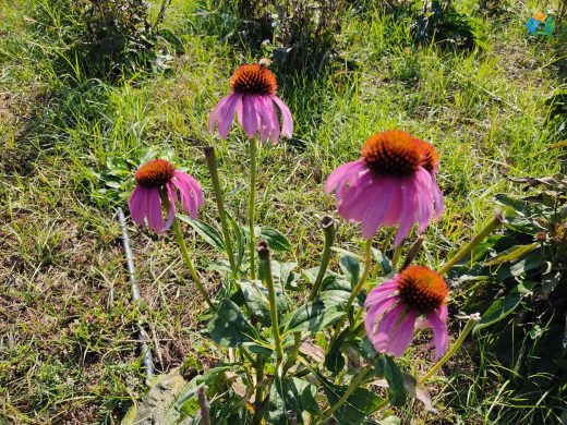 Ekinezya (Echinacea purpurea): Doğanın Bağışıklık Dostu — inline image