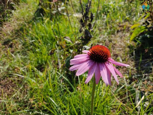 Ekinezya (Echinacea purpurea): Doğanın Bağışıklık Dostu — inline image