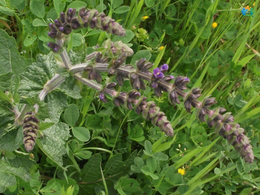 Elma Kekiği (Salvia verbenaca L.): Şifalı ve Aromatik Bir Bitki — inline image