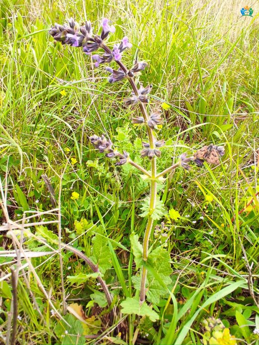Elma Kekiği (Salvia verbenaca L.): Şifalı ve Aromatik Bir Bitki — inline image
