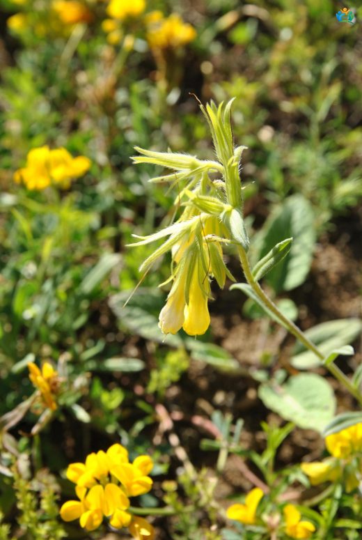 Emzik Otu (Onosma cinerea): Doğal Bir Şifa Deposu — inline image