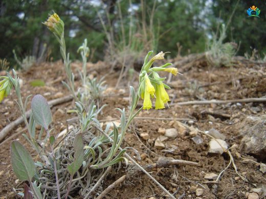 Emzik Otu (Onosma cinerea): Doğal Bir Şifa Deposu — inline image