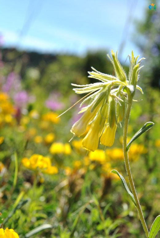 Emzik Otu (Onosma cinerea): Doğal Bir Şifa Deposu — inline image