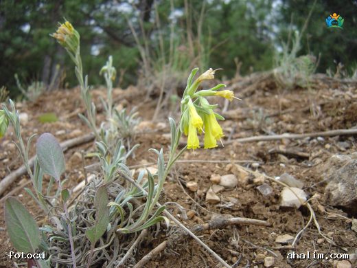 Emzik otu (Onosma pseudoarenaria Schur) : Gizemli Bir Bitki Türü — cover