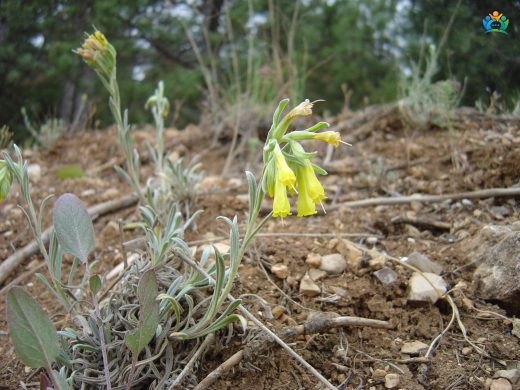 Emzik otu (Onosma pseudoarenaria Schur) : Gizemli Bir Bitki Türü — inline image