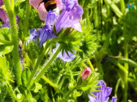 Engerek Otu (Echium sabulicola Pomel): İlginç Bir Bitki Türü — inline image