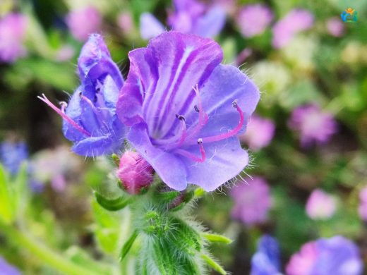 Engerek Otu (Echium sabulicola Pomel): İlginç Bir Bitki Türü — inline image