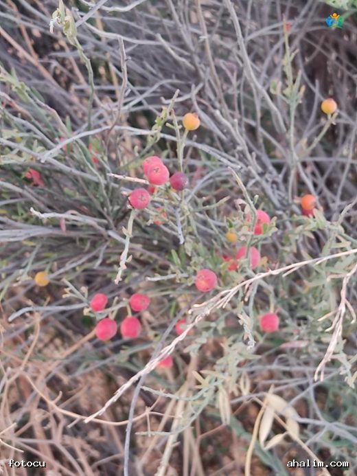 Ephedra Major Hakkında Detaylı Yazı — cover