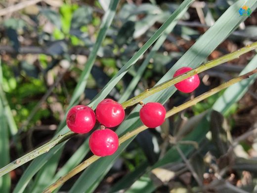 Ephedra Major Hakkında Detaylı Yazı — inline image