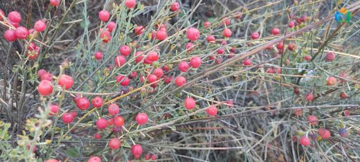 Ephedra Major Hakkında Detaylı Yazı — inline image