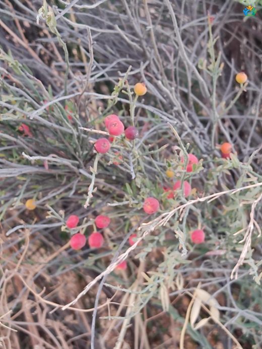 Ephedra Major Hakkında Detaylı Yazı — inline image