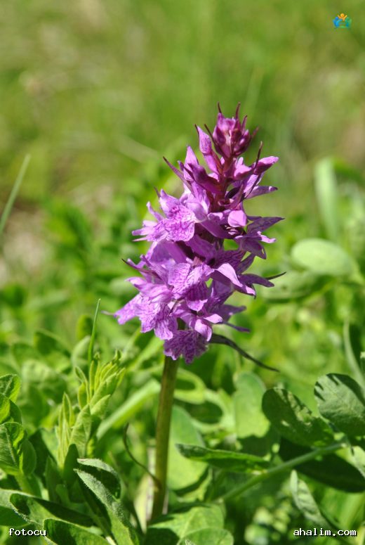 Er Salebi (Orchis mascula): Doğadan Gelen İçeceğin Kaynağı — cover