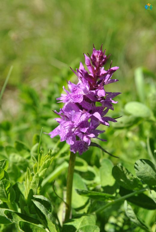 Er Salebi (Orchis mascula): Doğadan Gelen İçeceğin Kaynağı — inline image