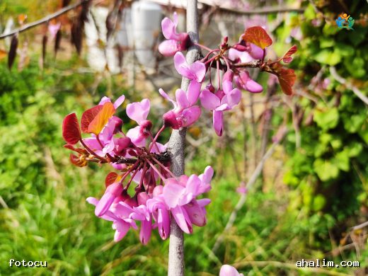 Erguvan (Cercis canadensis): İlkbaharın Müjdecisi — cover