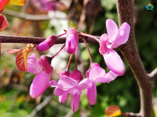 Erguvan (Cercis canadensis): İlkbaharın Müjdecisi — inline image