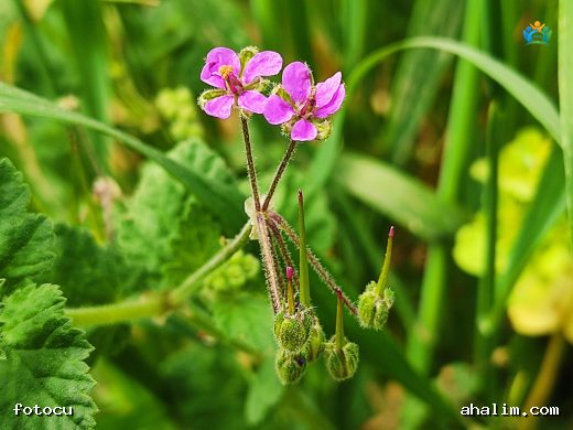 Erodium malacoides (Akdeniz Turnagagası): Çayırların Zarif Bitkisi — cover