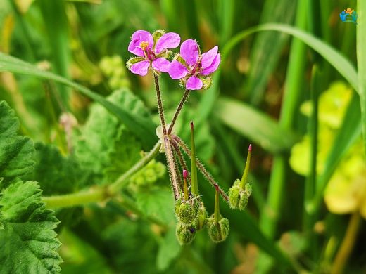 Erodium malacoides (Akdeniz Turnagagası): Çayırların Zarif Bitkisi — inline image