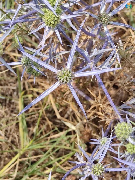 Eryngium bithynicum (Çakırotu): Doğanın Koruyucu Bitkisi — inline image