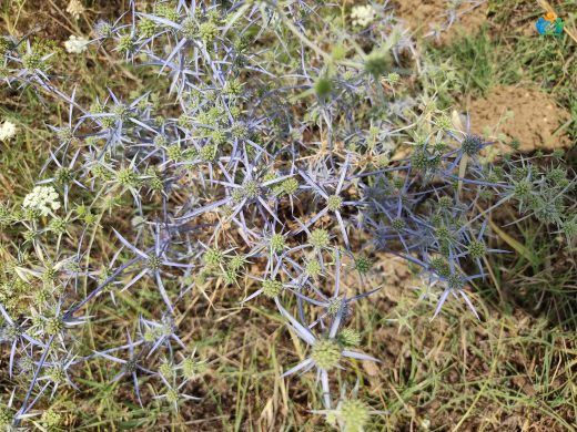 Eryngium bithynicum (Çakırotu): Doğanın Koruyucu Bitkisi — inline image