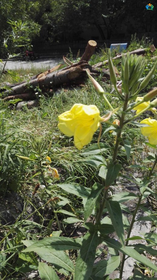 Eşek otu (Oenothera biennis L.) : Doğadan Sofralarımıza Uzanan Bir Bitki — inline image