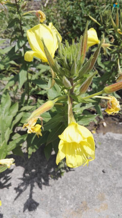 Eşek otu (Oenothera biennis L.) : Doğadan Sofralarımıza Uzanan Bir Bitki — inline image
