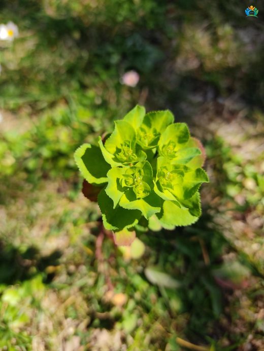 Euphorbia helioscopia (Güneşçi Sütleğen) Hakkında Detaylı İnceleme — inline image